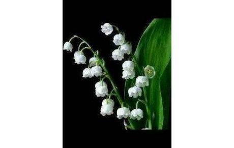 La coupe du muguet en Scramble